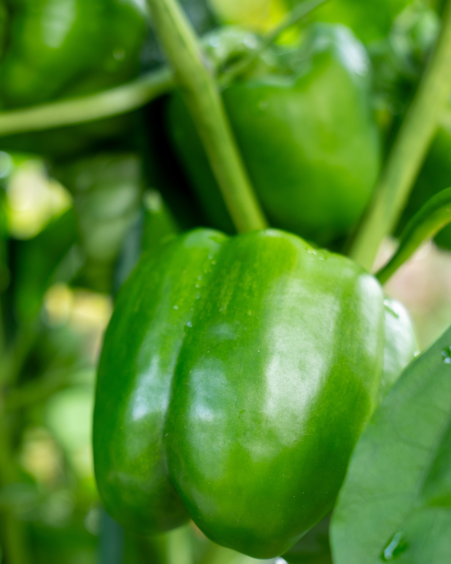 Green Bell