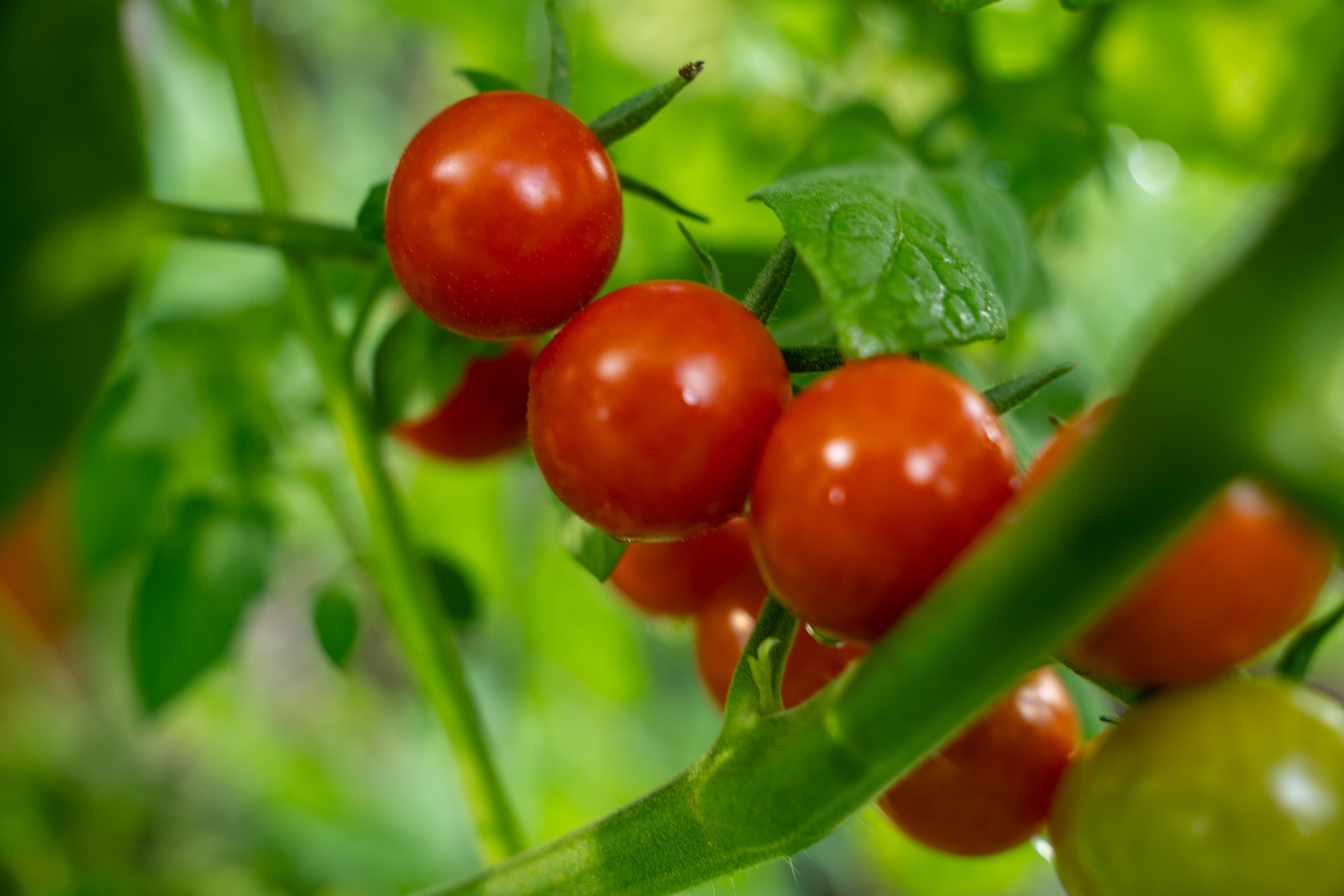 Cherry
