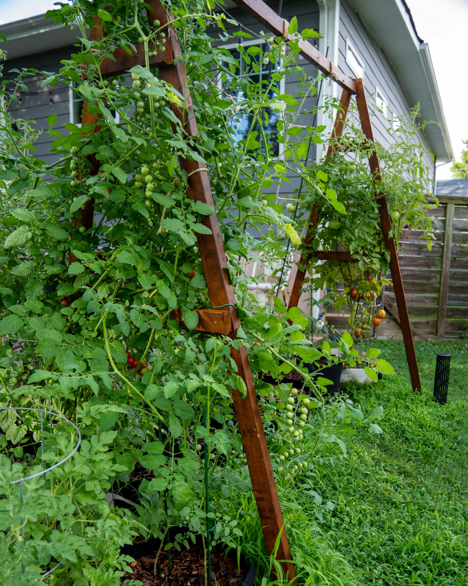 Fresh-picked tomatoes on the board
