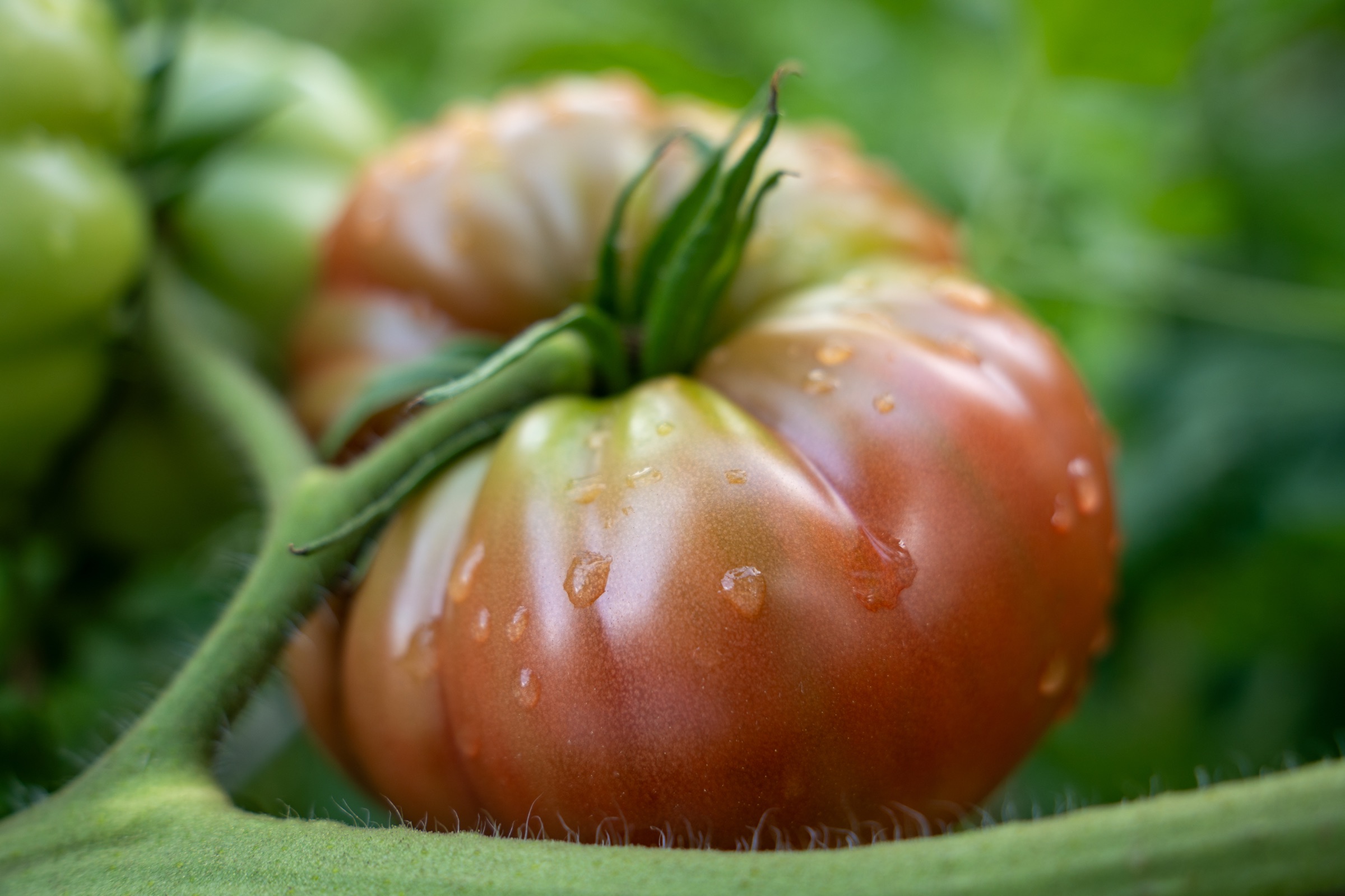 Black Krim